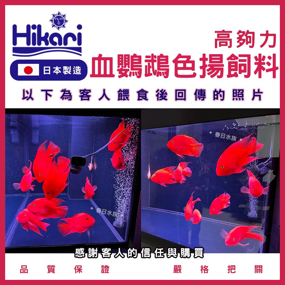 高夠力 血鸚鵡色揚飼料 Mini/M 血鸚鵡增艷 魚飼料 紅財神 財神魚 金剛鸚鵡 增豔飼料 蘭壽 金魚