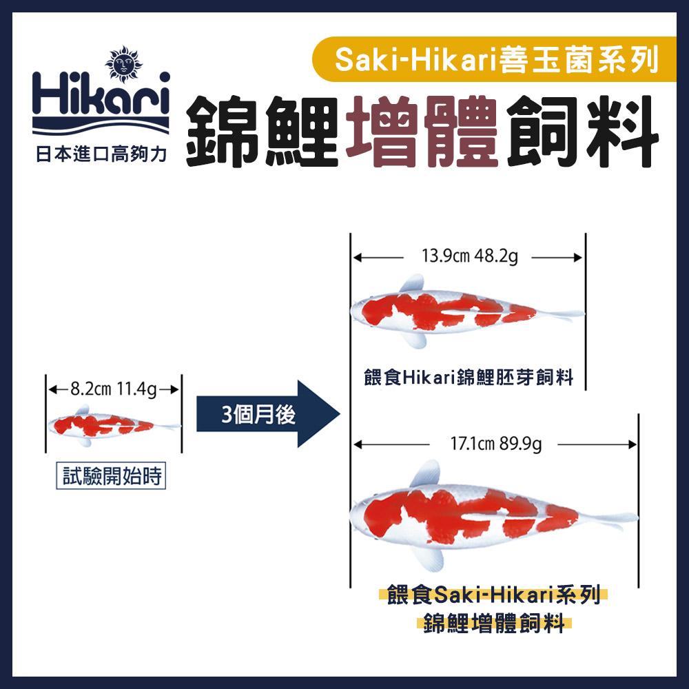 高夠力 Saki-Hikari 頂級錦鯉飼料 善玉菌系列 增豔色揚 增體 育成 冠軍多季節 增艷