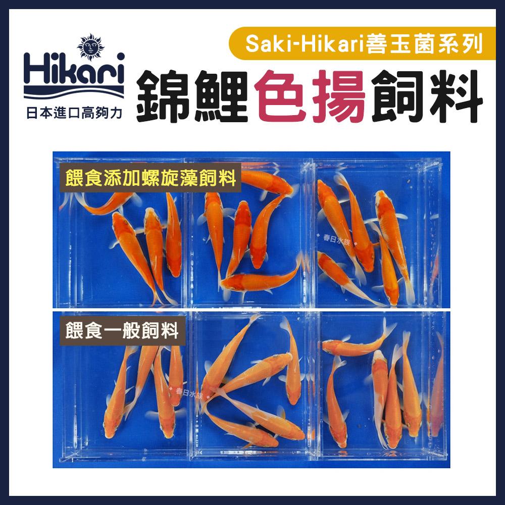 高夠力 Saki-Hikari 頂級錦鯉飼料 善玉菌系列 增豔色揚 增體 育成 冠軍多季節 增艷