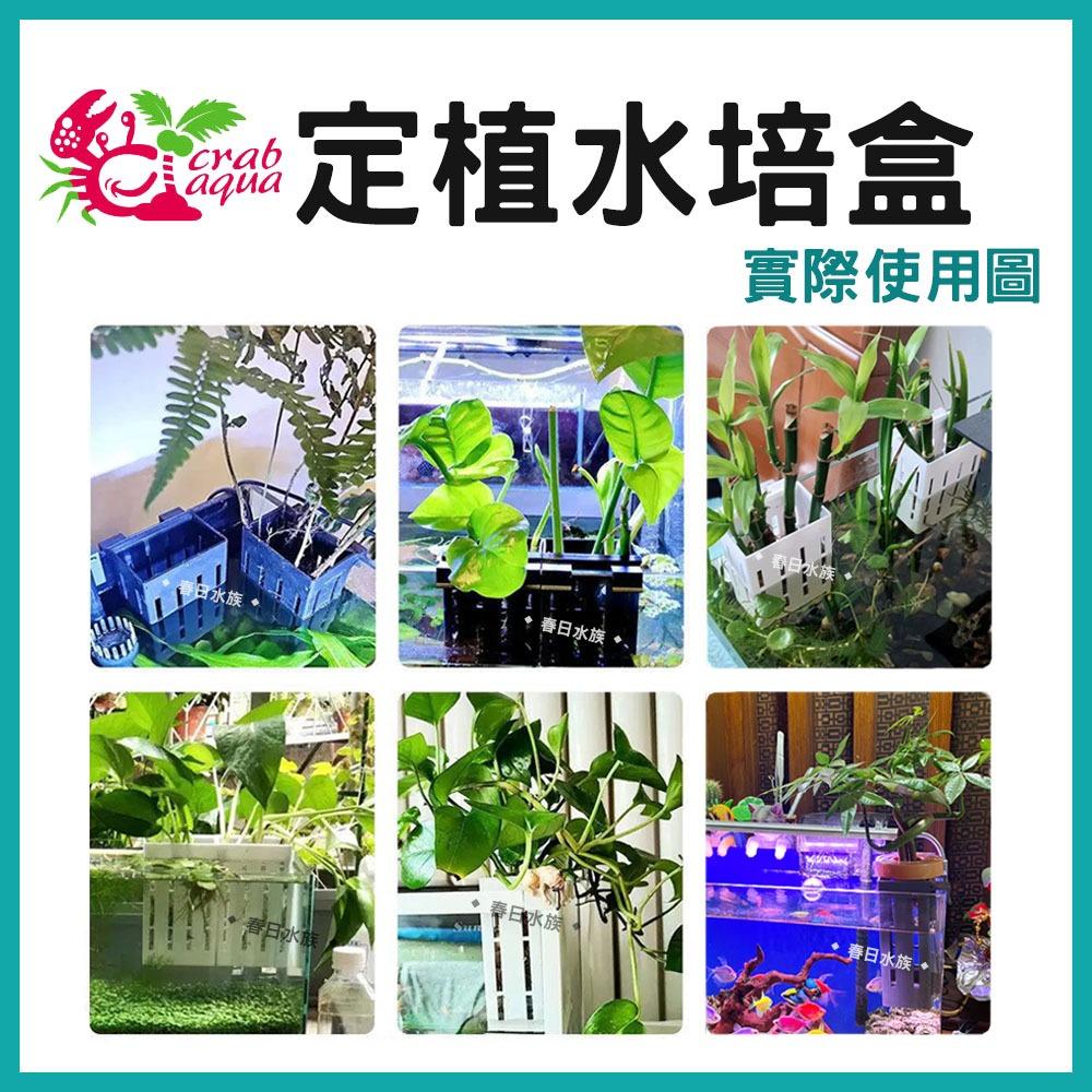 小螃蟹 定植水培盒 水草 魚缸定植盆 魚菜共生 水耕盆 水生植物栽培盒 盆栽支架水草工具 水族用品 收納架 Crab Aqua