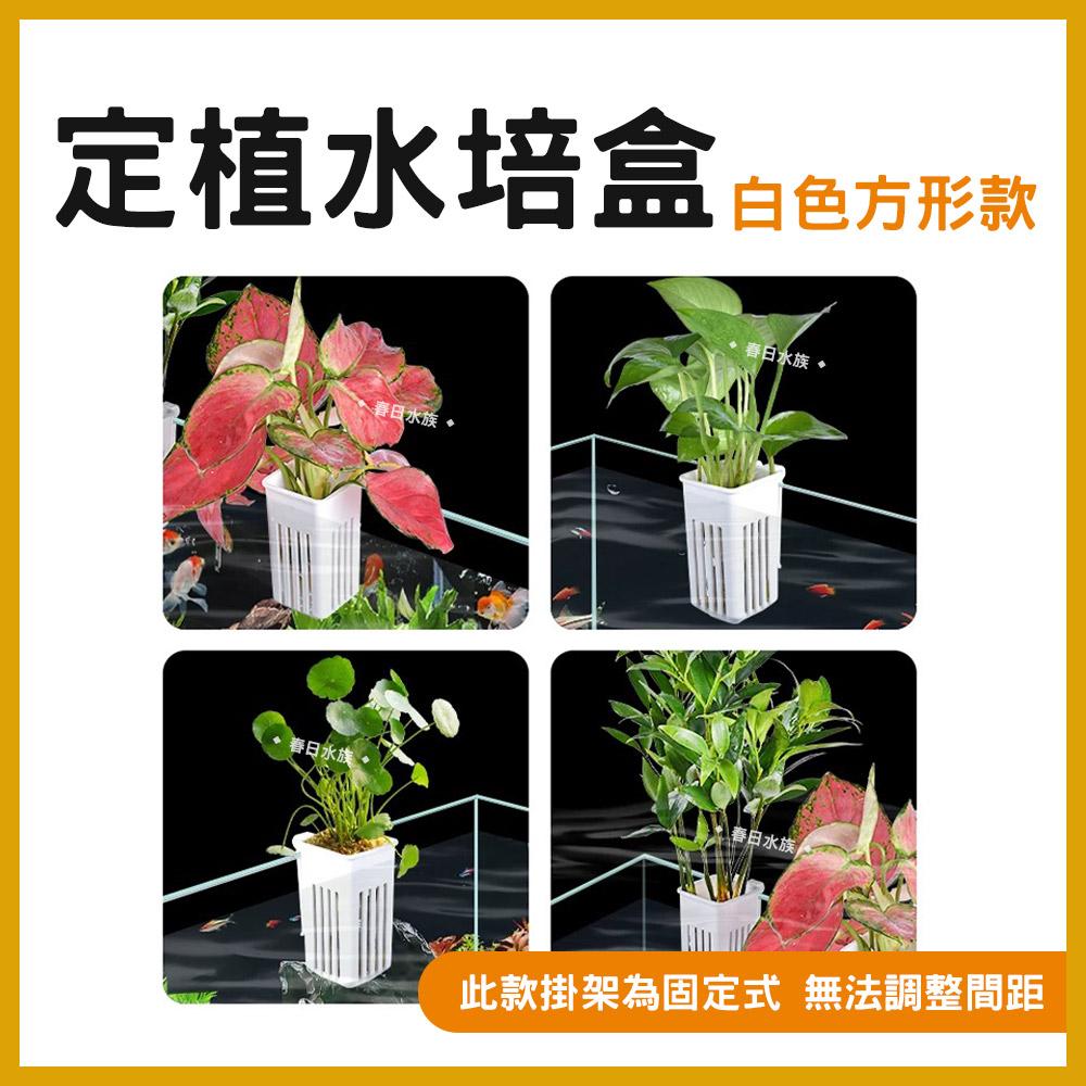 小螃蟹 定植水培盒 水草 魚缸定植盆 魚菜共生 水耕盆 水生植物栽培盒 盆栽支架水草工具 水族用品 收納架 Crab Aqua