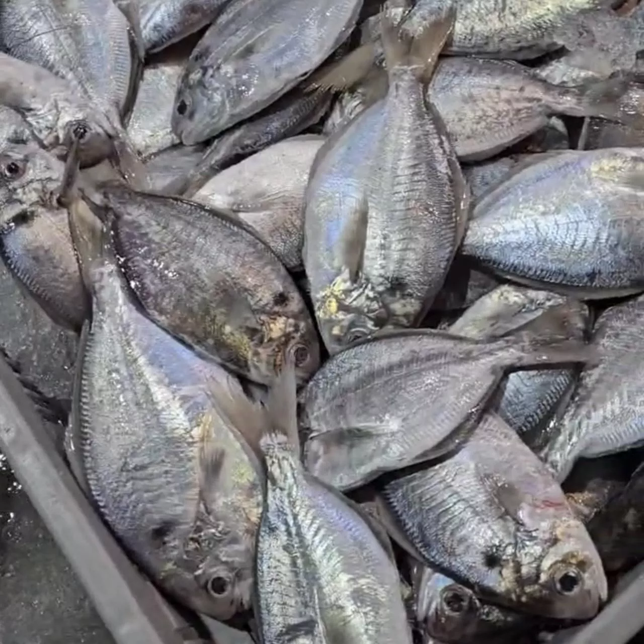 澎湖野生肉魚 300 克 / 3 尾