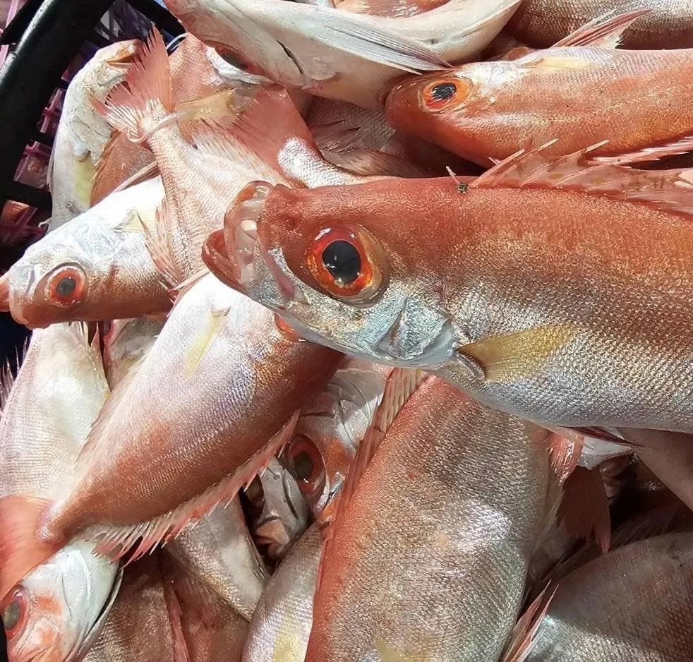 澎湖野生紅目鰱 200-250克 /  尾