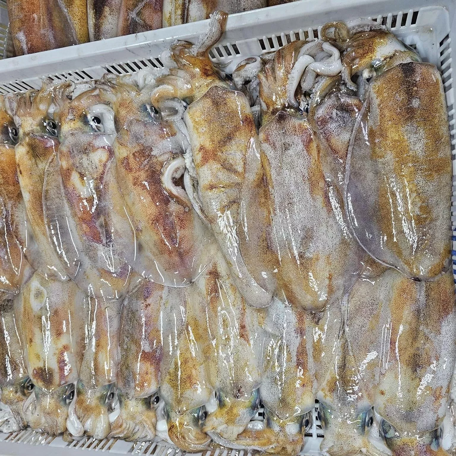 澎湖海釣軟絲400-500 克 /  尾