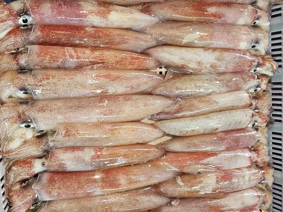 澎湖海釣小管250-300 克 /  尾