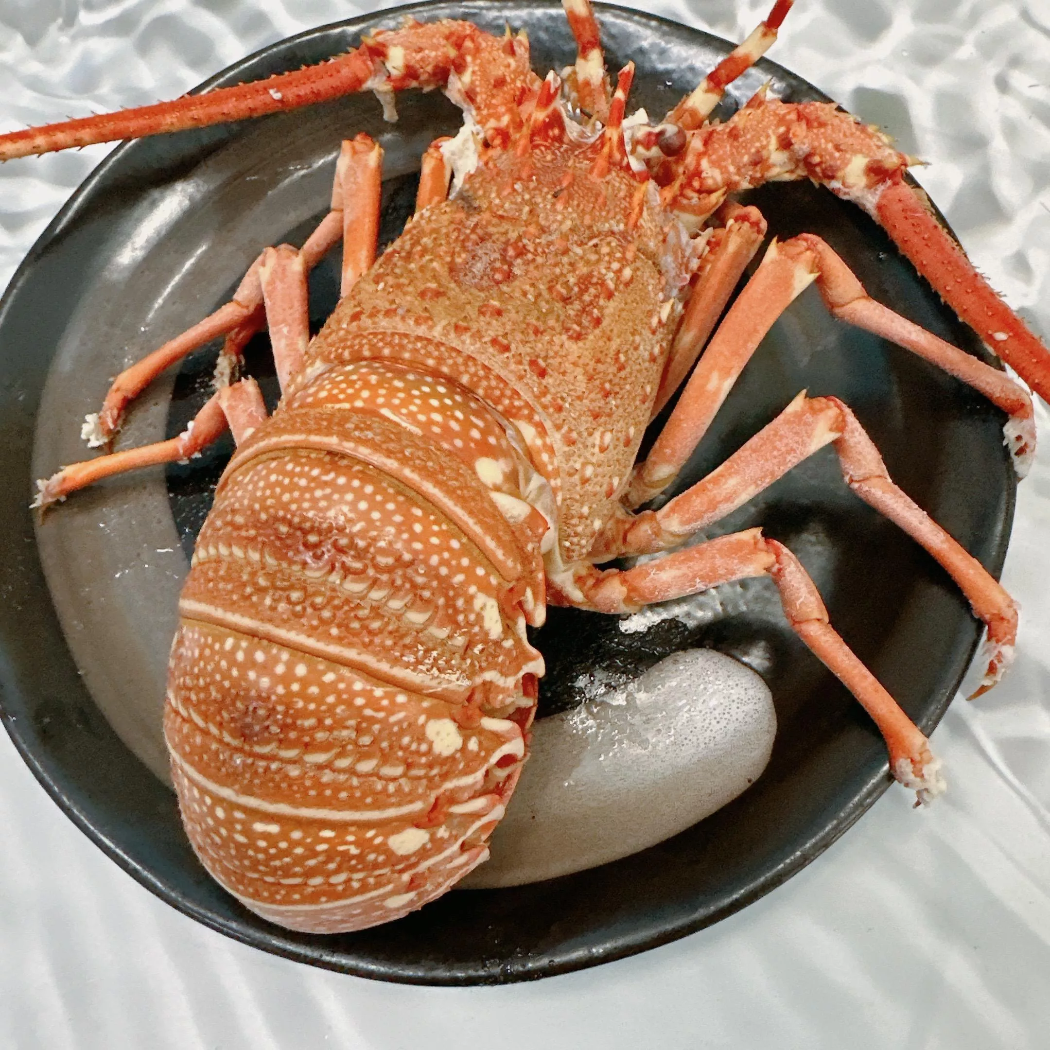 澎湖野生龍蝦400-500克/隻