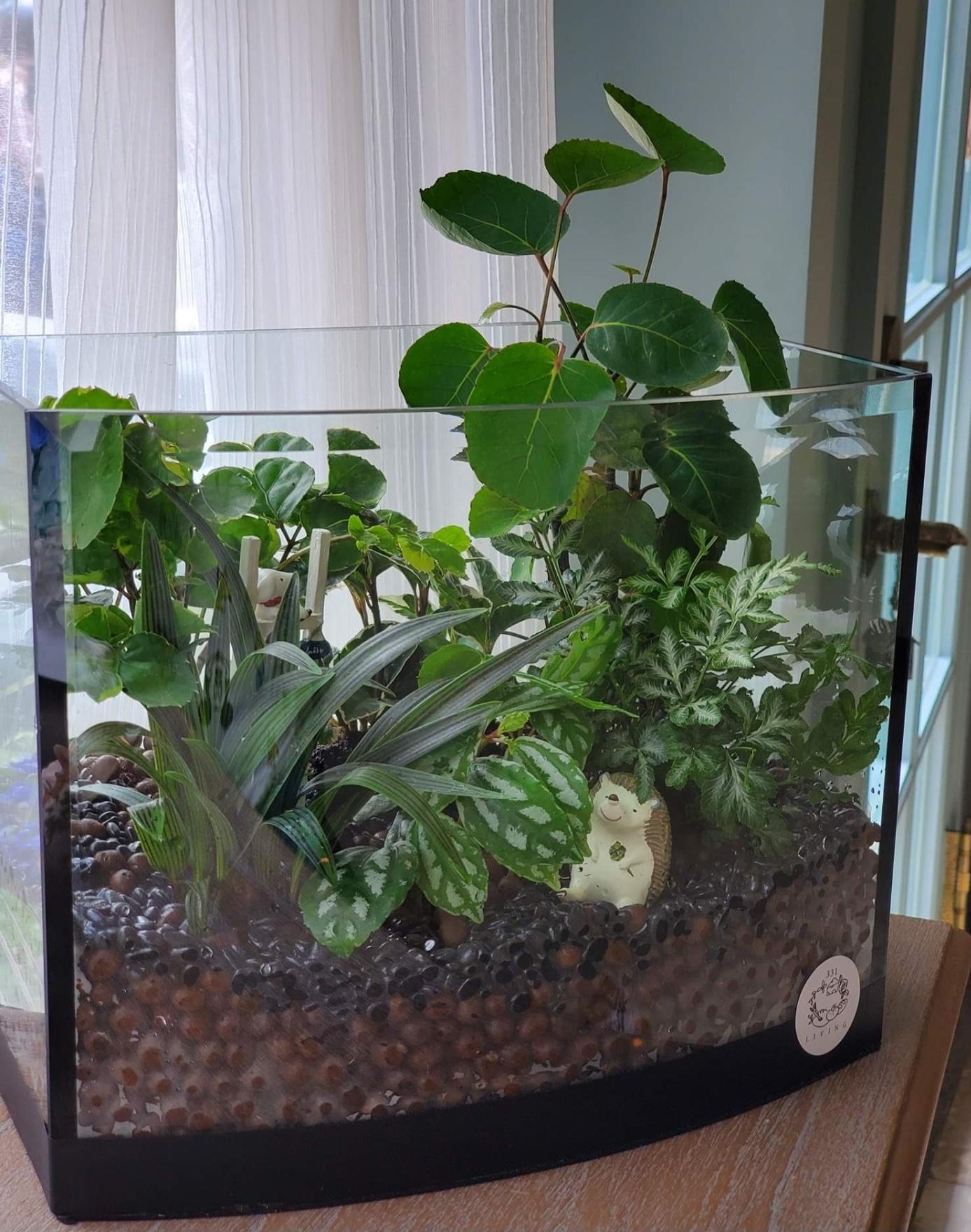 綠色療癒 植物 植栽組合