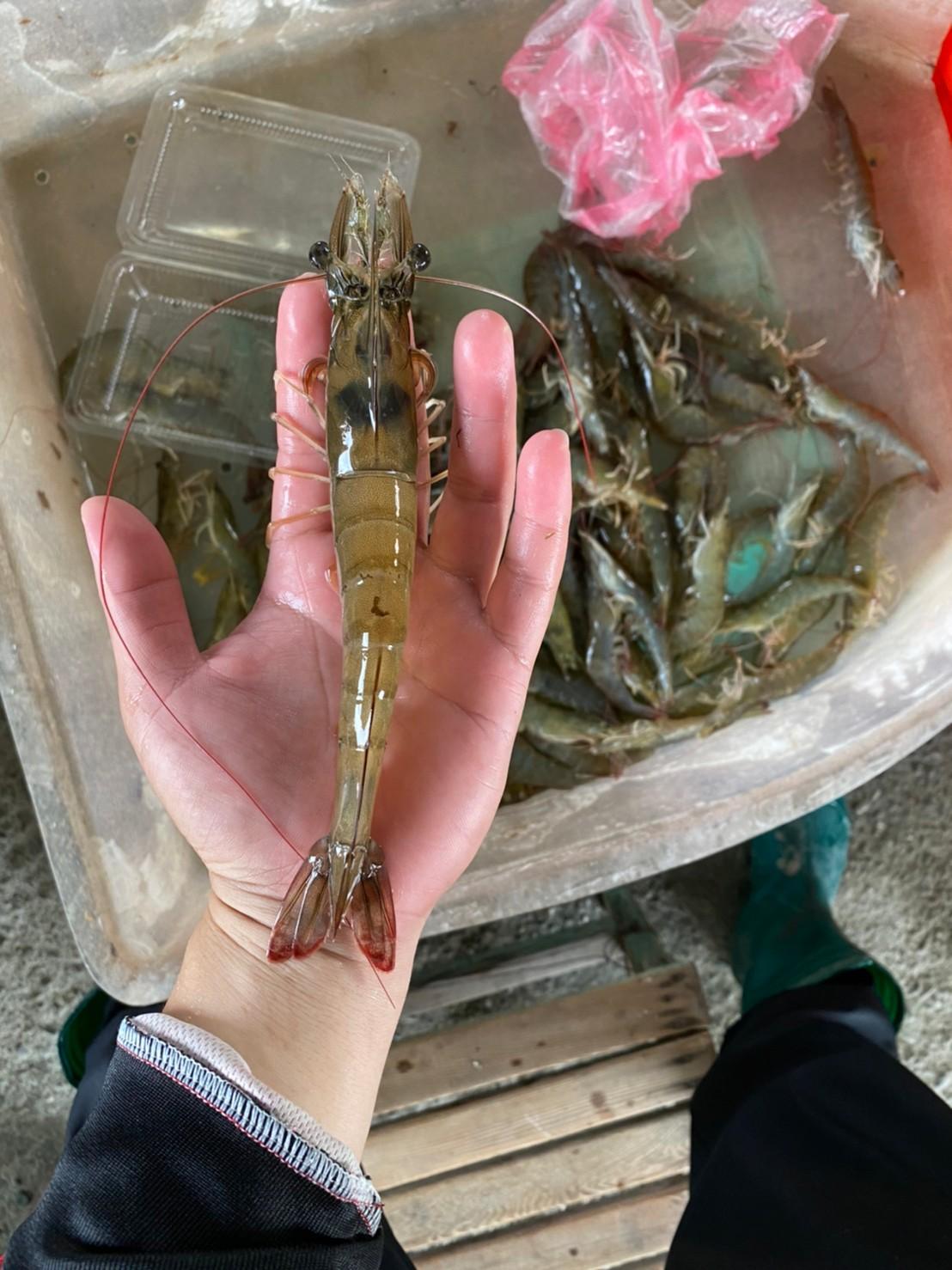 天生好蝦
