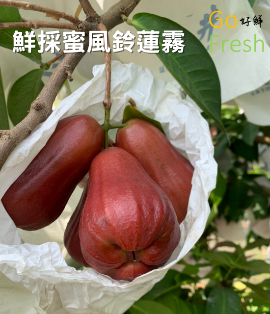 產地鮮採蜜風鈴蓮霧10台斤/1箱