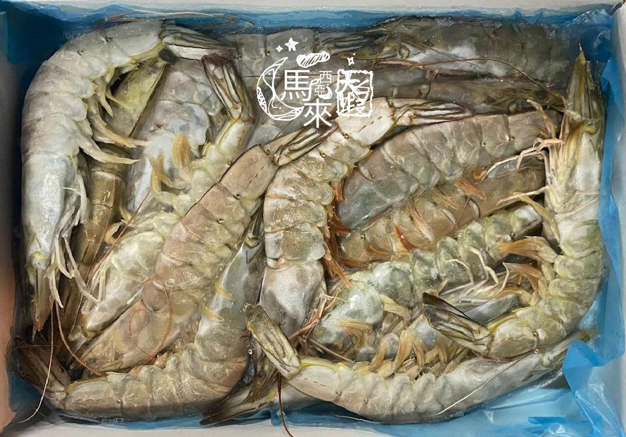 海洋娜海鮮魚品漁港進口產地貨物活凍直送港口馬來西亞野生新鮮大白蝦