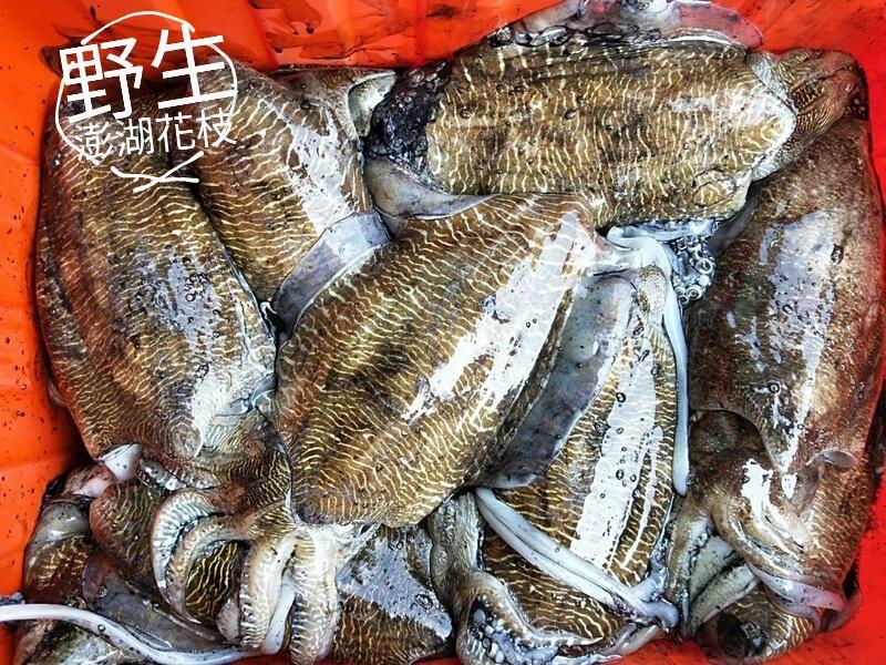 海洋娜海鮮魚品超配火鍋的花枝蝦漿新鮮野生海產製作口感讚味道甜美