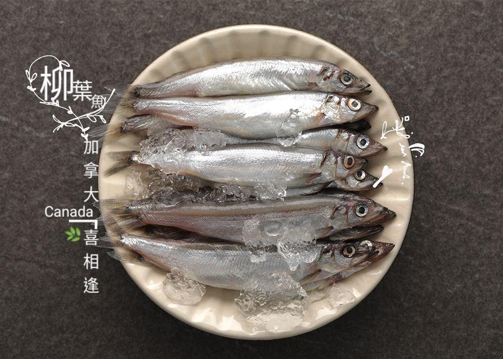 海洋娜海鮮魚品加拿大原產野生深海柳葉魚新鮮現捉活凍直送港口彈嫩好滋味
