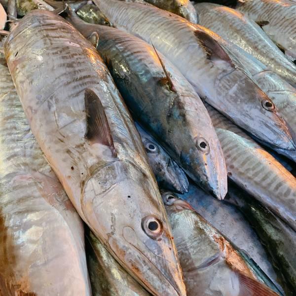 海洋娜海鮮魚品手釣野生印尼土魠魚無洞康式馬加活凍直送港口新鮮現切
