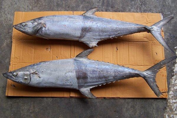 海洋娜海鮮魚品手釣野生印尼土魠魚無洞康式馬加活凍直送港口新鮮現切