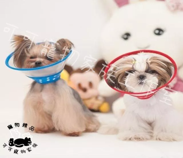 【預購】寵物伊莉莎白頭套