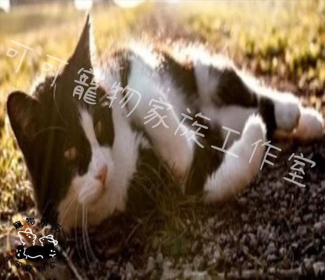 【預購】紐崔斯貓用黑鑽無穀貓飼料