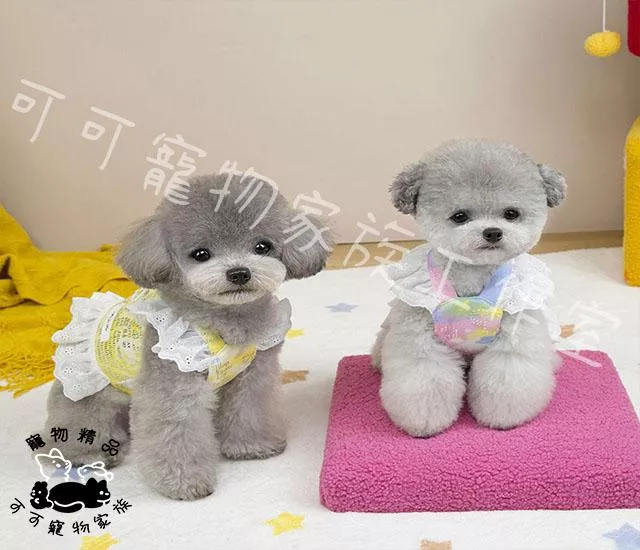 【預購】花邊塗鴉胸背衣