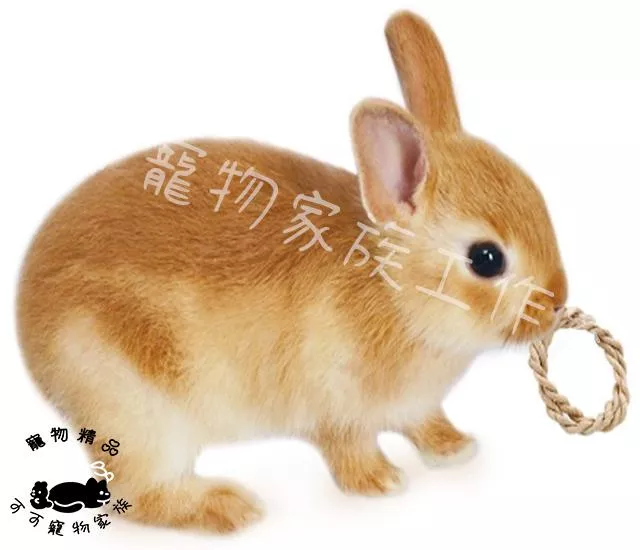 【預購】MARUKAN天然圈圈造型玩具