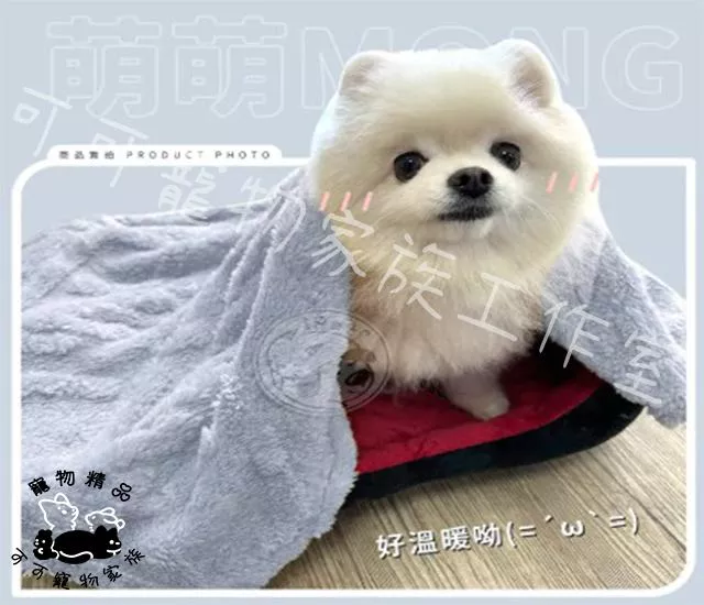 【預購】寵物塔芙絨素色毛毯