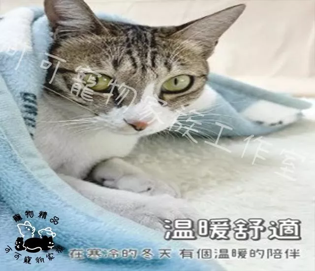 【預購】寵物日系卡通毛毯