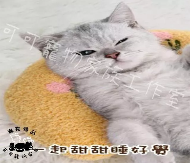 【預購】寵物抱枕