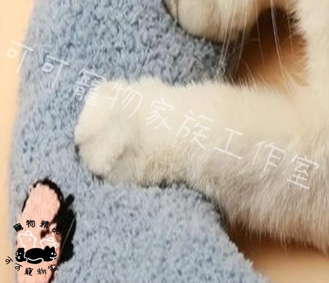 【預購】寵物抱枕