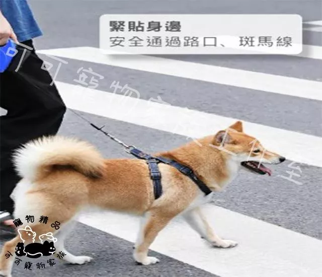 【預購】LED自動牽引繩