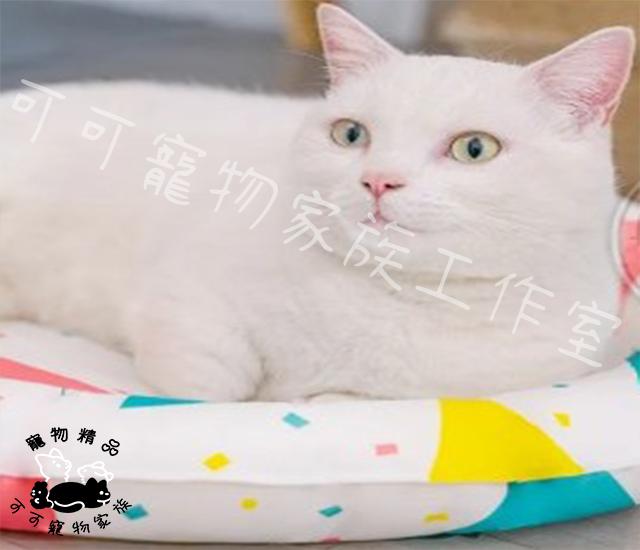 【預購】寵物夏日降溫冰窩