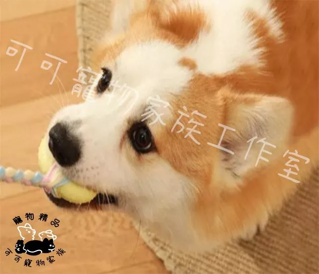 【預購】寵物TPR磨牙玩具