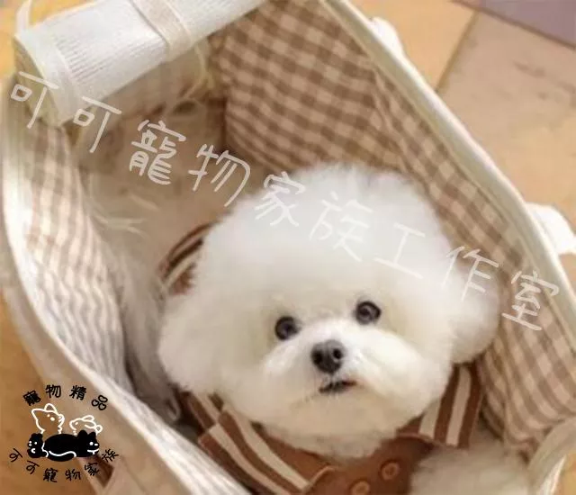 【預購】寵物時尚外出包