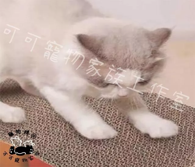 【預購】可愛造型貓抓板
