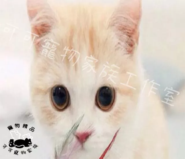 【預購】鈴鐺毛球逗貓棒
