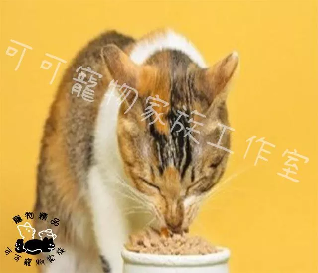【預購】怪獸部落佛跳牆湯罐