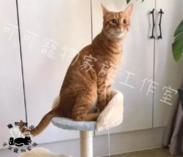拱橋小貓跳台