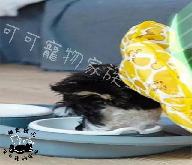 甜甜圈防舔頭套