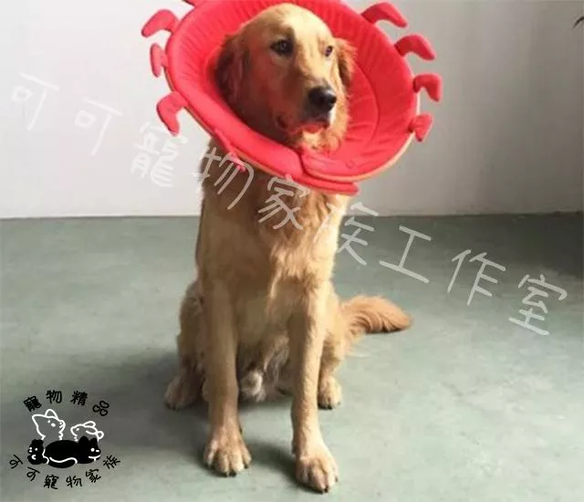 寵物趣味頭套