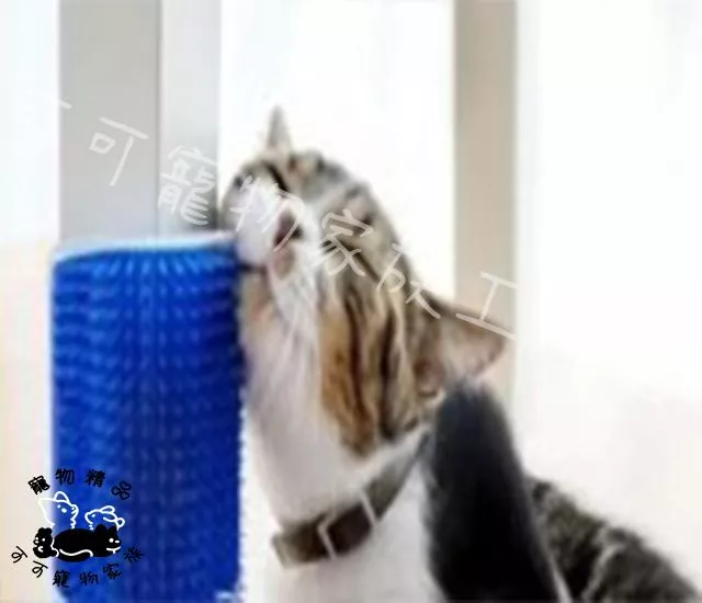 貓咪蹭蹭刷