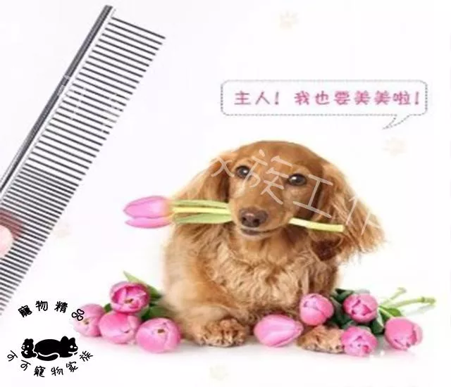 寵物美容不鏽鋼排梳