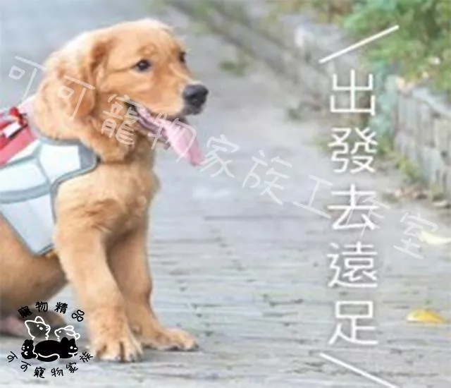 小壹寵物隨行杯