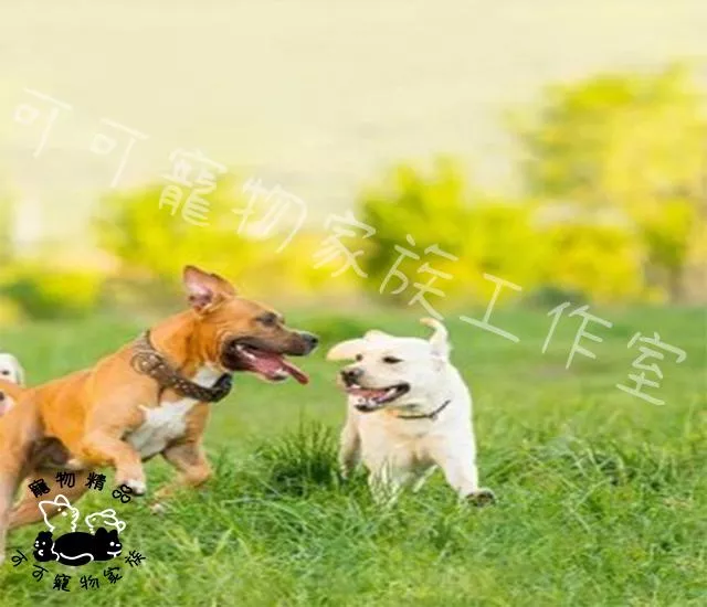 GOODIES固迪斯耐嚼型潔牙棒