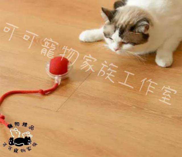 電動逗貓球