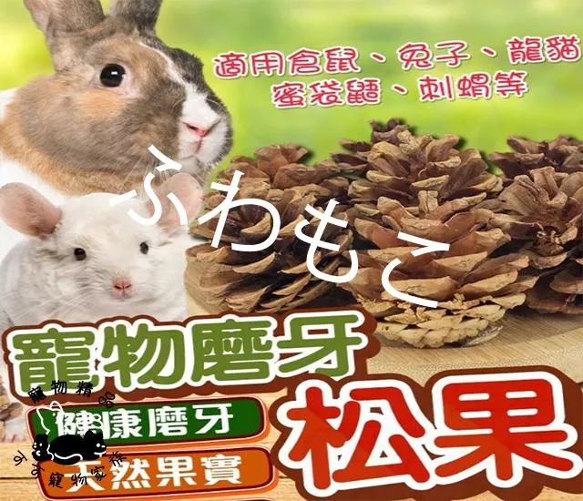 天然乾燥原色松果