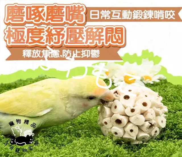 鸚鵡啃咬索拉球