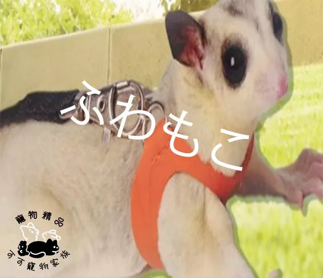 蜜袋鼯胸背帶