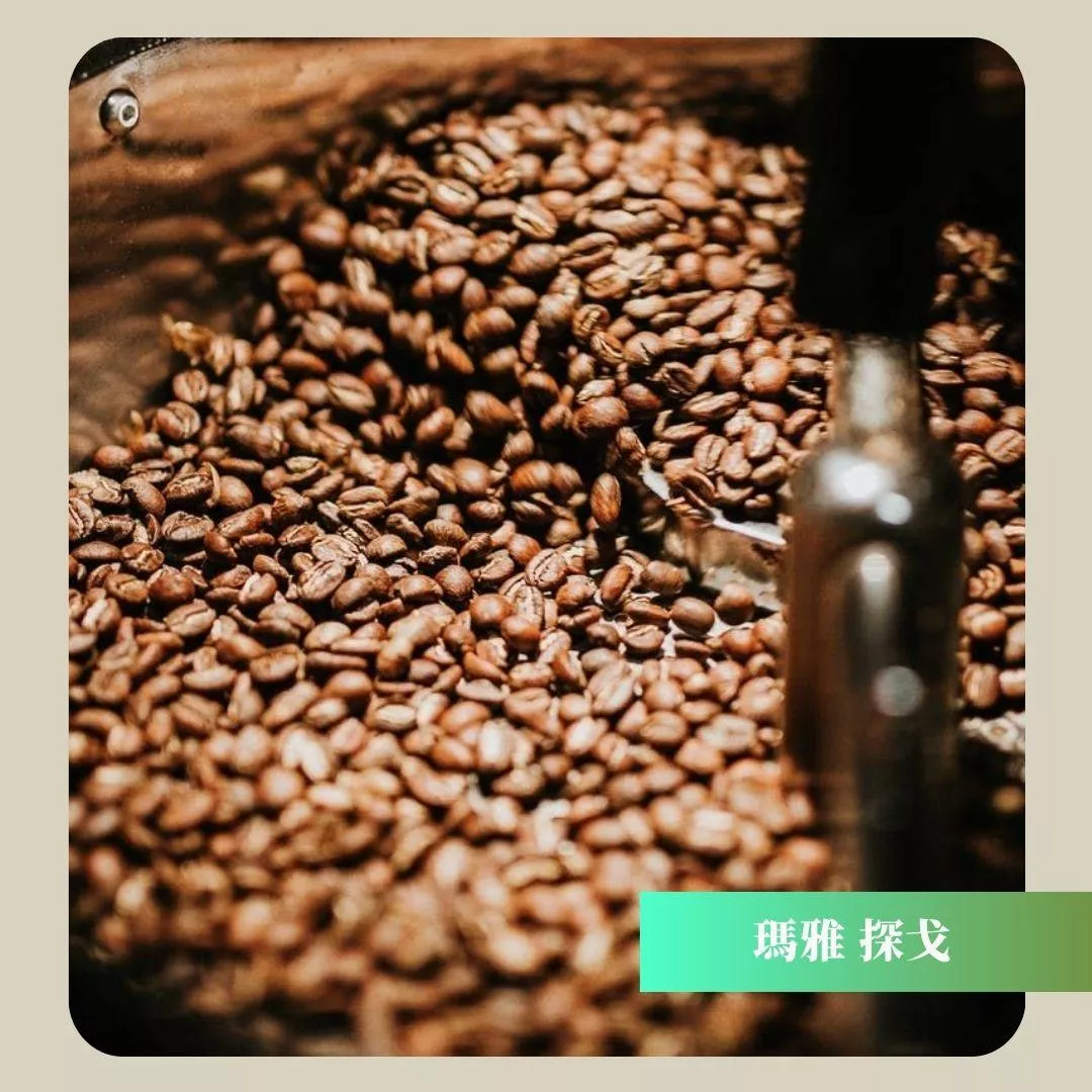 現烘咖啡豆_MAYA_瓜地馬拉 薇薇特南果 #果香咖啡