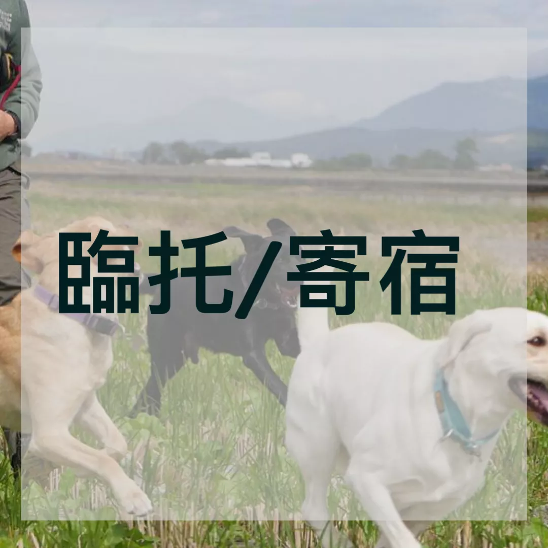 臨托/寄宿（毛小愛平台）