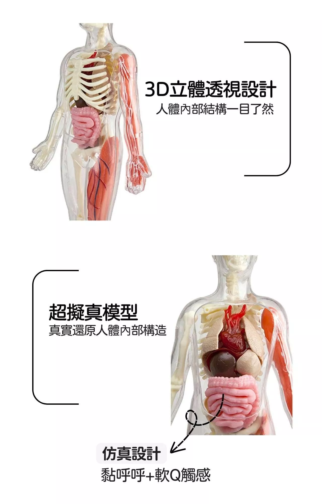 美國SmartLab 超擬真人體模型遊戲組_Squishy Human Body_產品說明 (2).jpg
