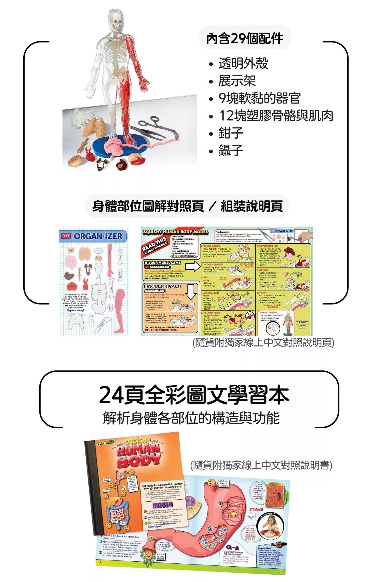 美國SmartLab 超擬真人體模型遊戲組_Squishy Human Body_產品說明 (4).jpg