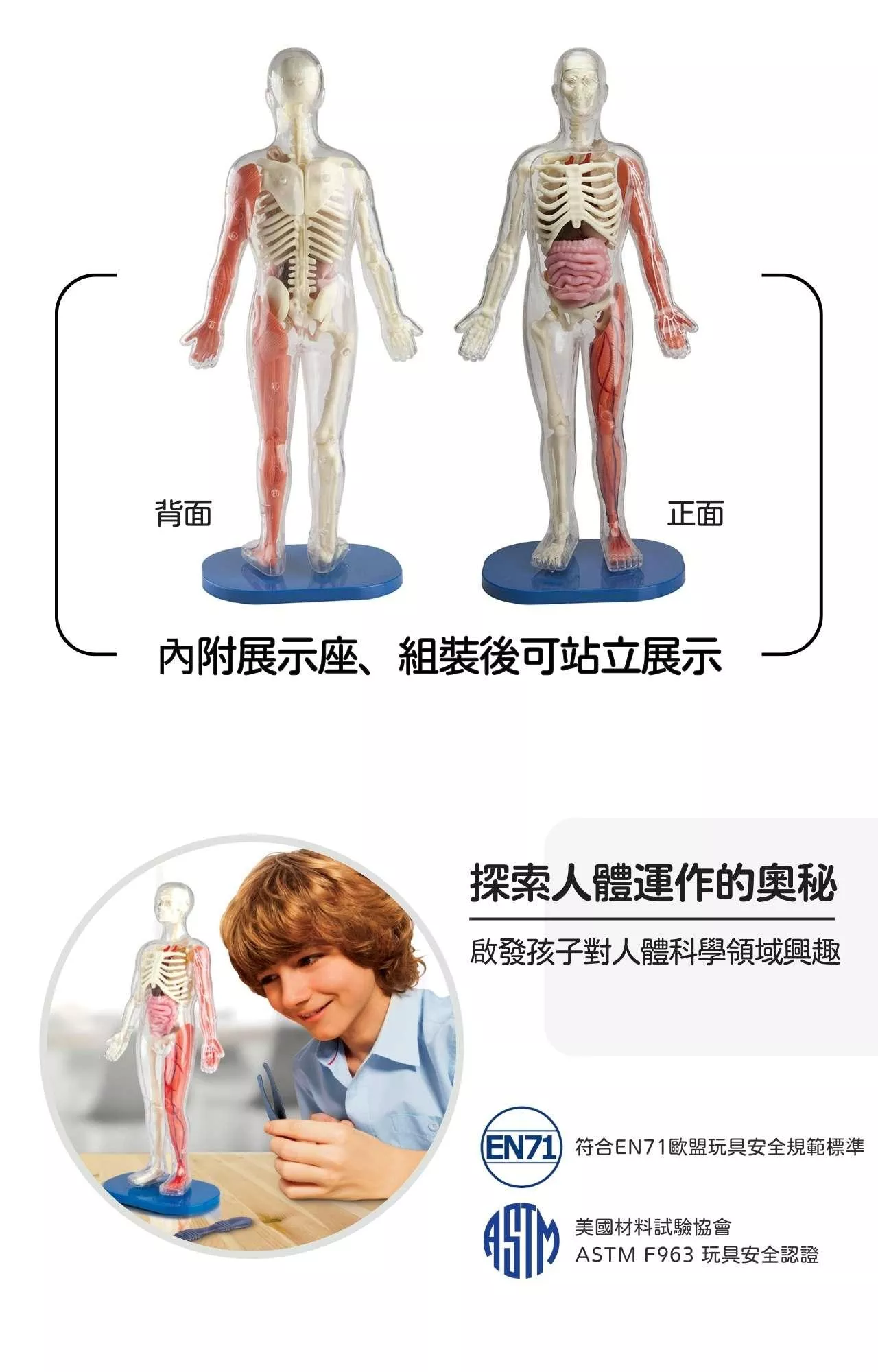 美國SmartLab 超擬真人體模型遊戲組_Squishy Human Body_產品說明 (5).jpg