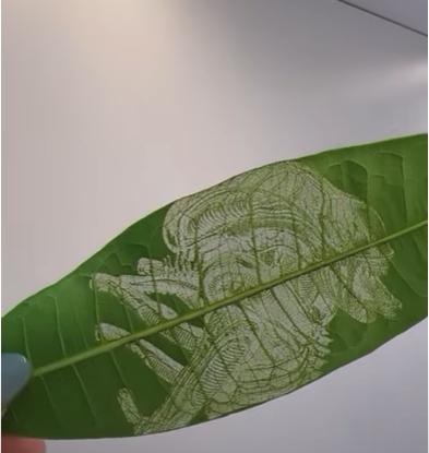 【實驗系列】葉子可以雷雕❓雷雕出來的呈現效果❓